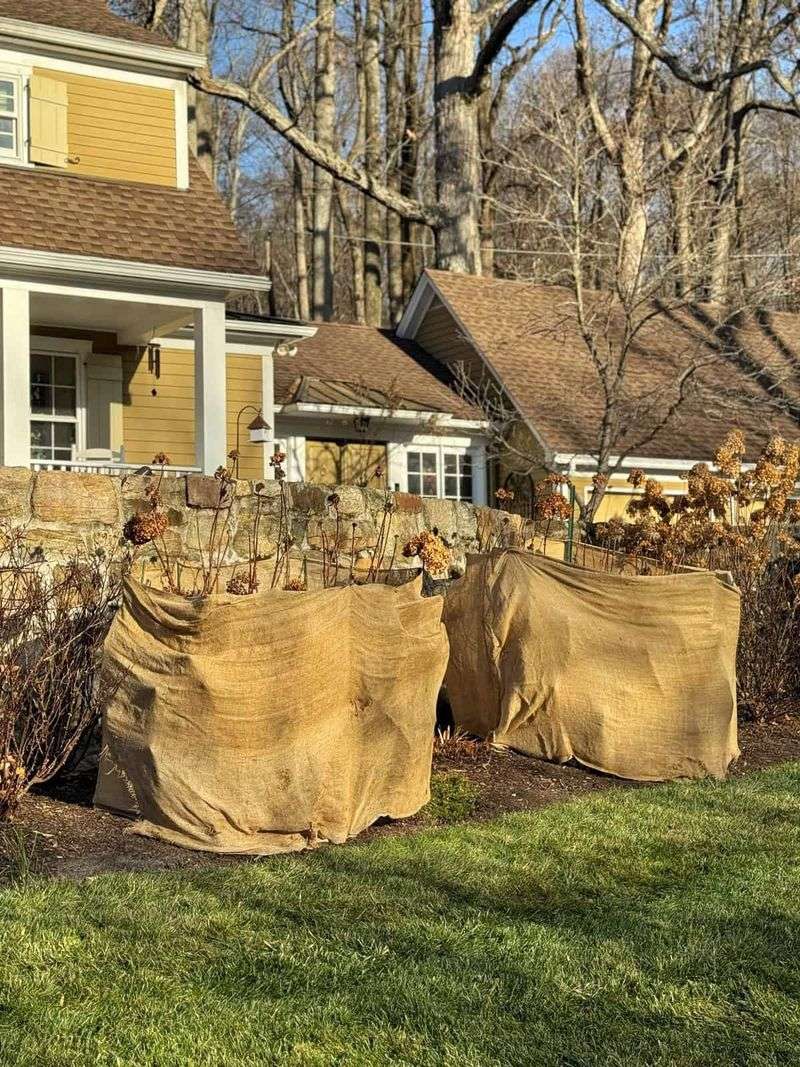 Build A Cage Around The Shrub Build A Cage Around The Shrub