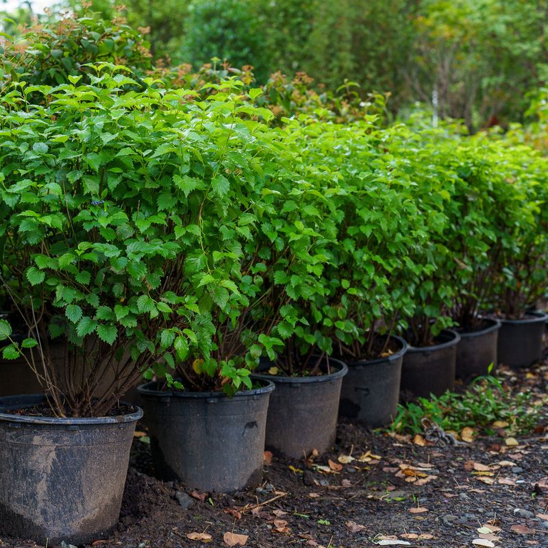 Build A Dense Border With Multi-Stem Growth