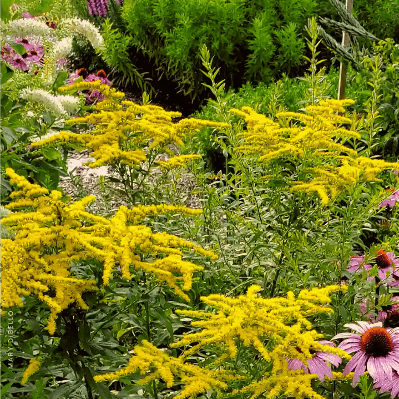 Build A Fall Landscape That Supports Wildlife Build A Fall Landscape That Supports Wildlife