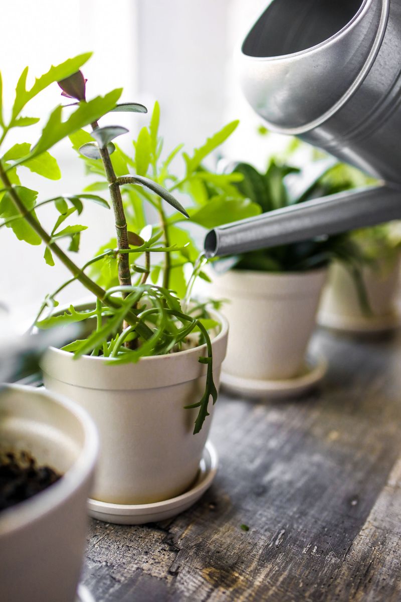 Build A Fall Watering Rhythm That Works Build A Fall Watering Rhythm That Works