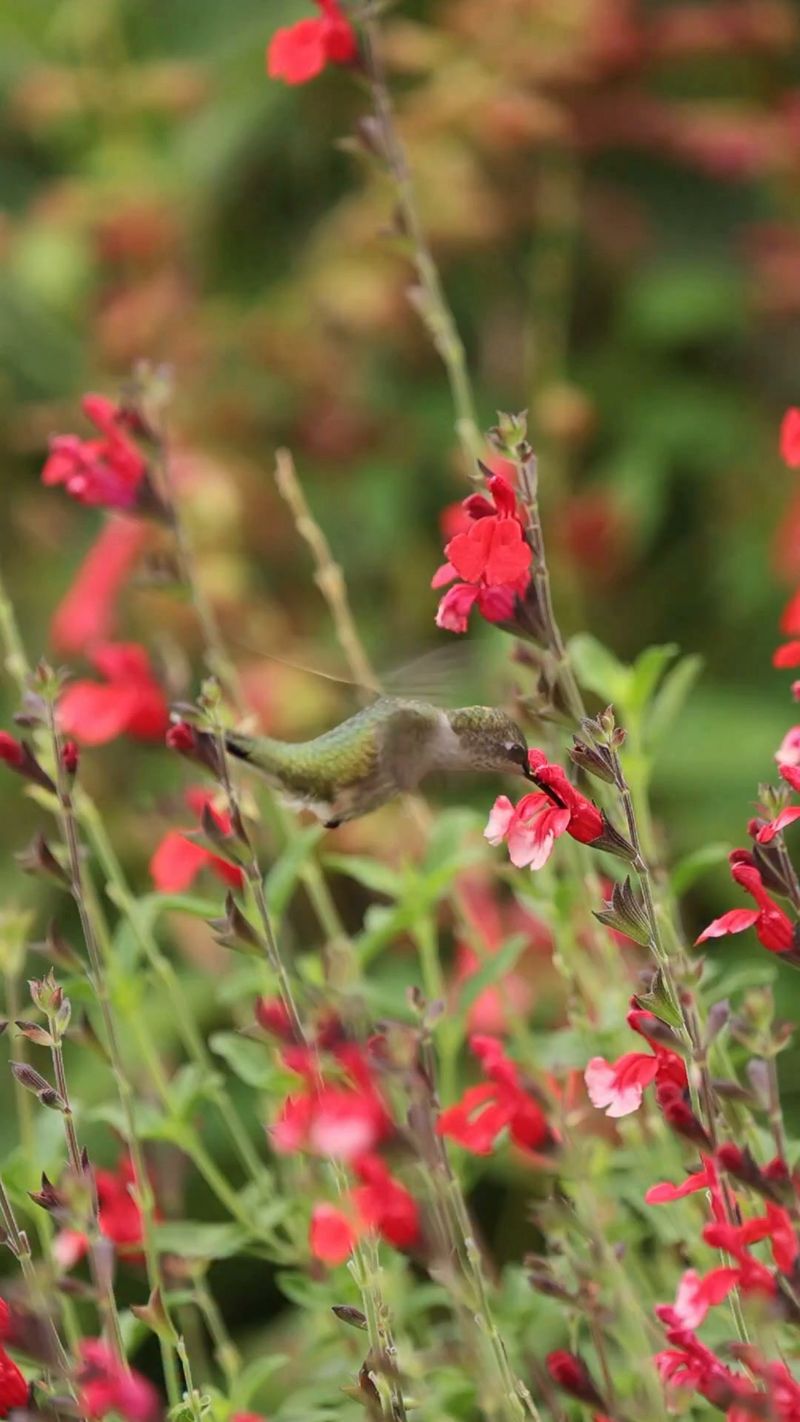 Build A Pest-Resistant Hummingbird Garden