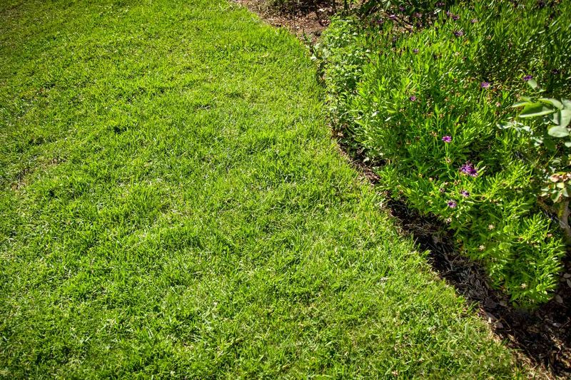Build Healthier Roots For A Stronger Spring Lawn
