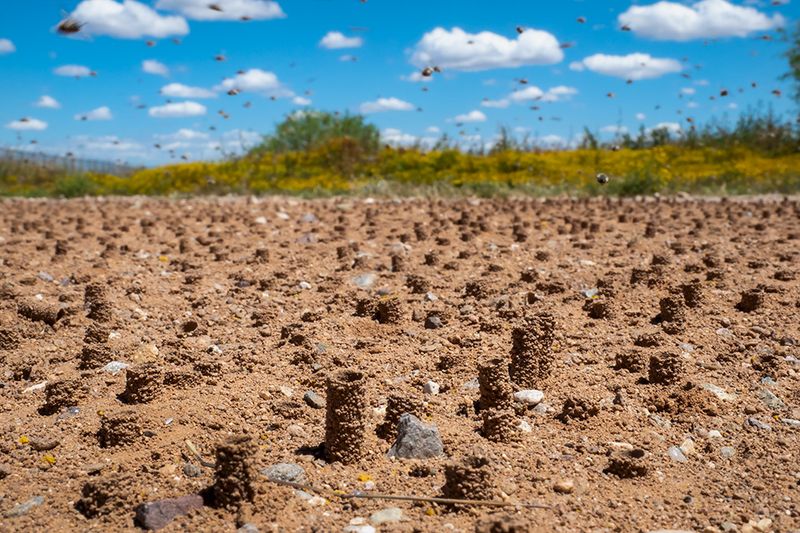 Build Nesting Habitat Alongside Flowering Habitat Build Nesting Habitat Alongside Flowering Habitat