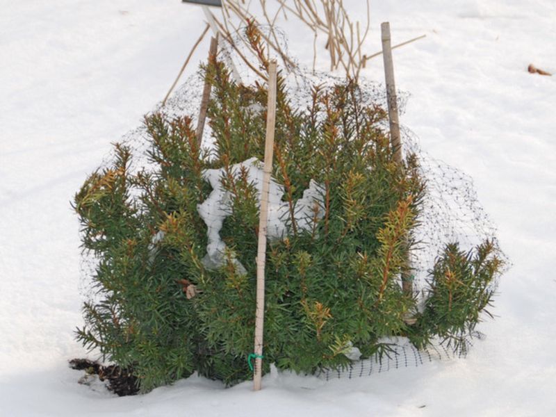 Build Wisconsin winter protection before the ground freezes