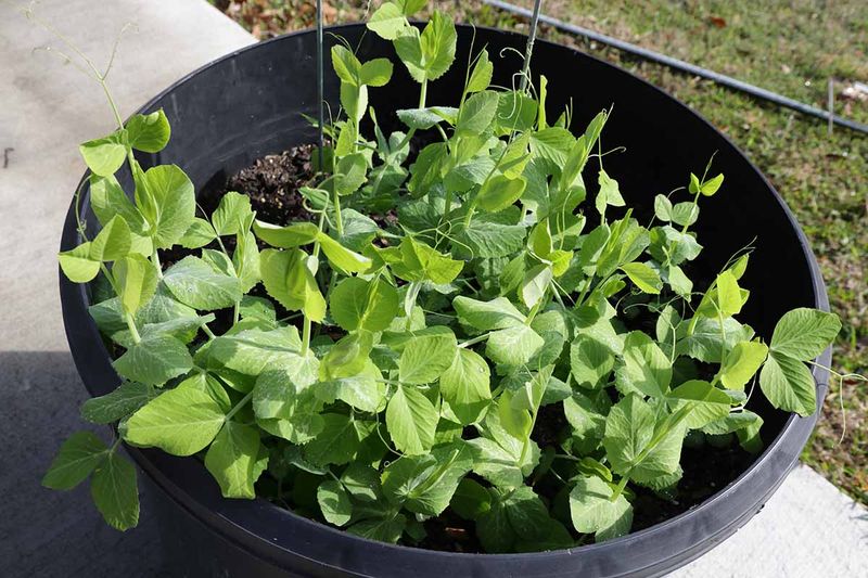 Build a draining root zone without gravel Build a draining root zone without gravel
