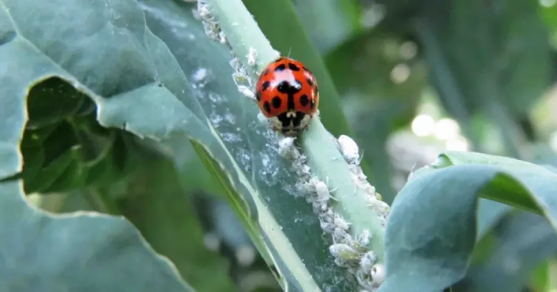 Build a garden that keeps aphids manageable