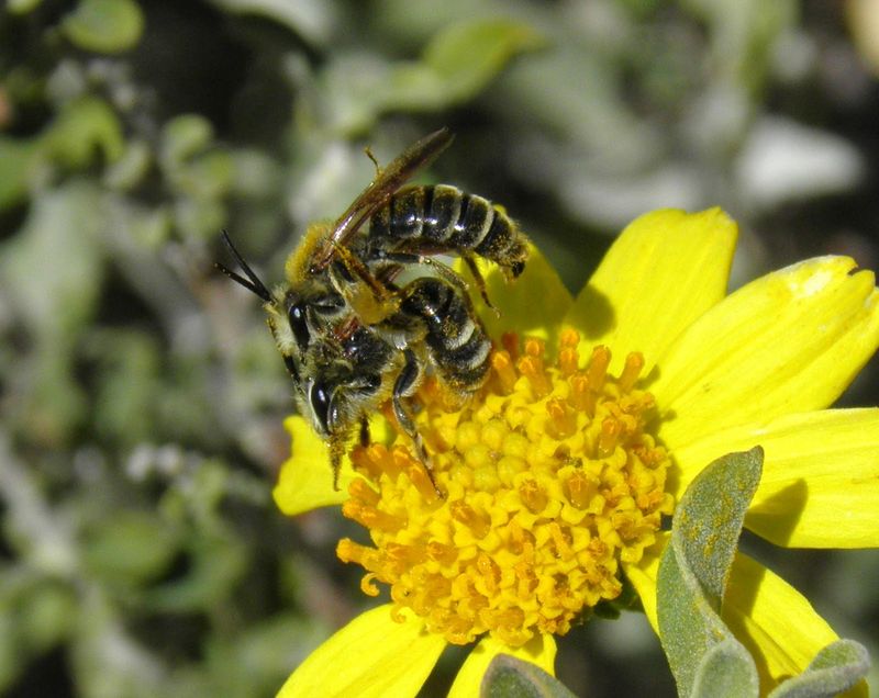 Build a safer habitat around the shrub