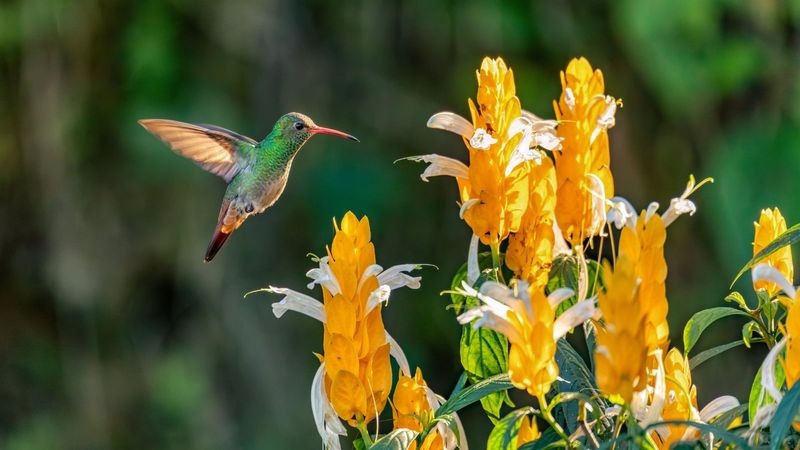 Build an Arizona Yard Around More Than Nectar