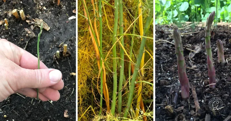 Build strong crowns by protecting summer fern growth Build strong crowns by protecting summer fern growth