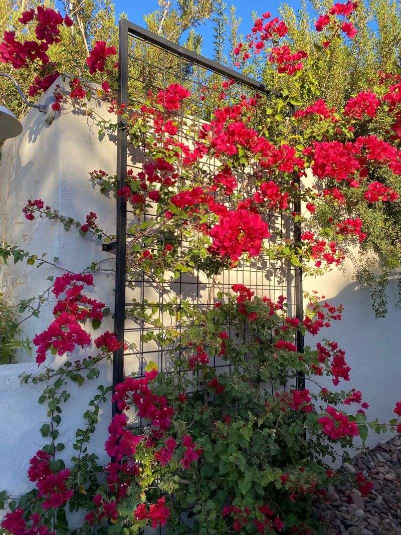 Build support for a sprawling, thorny vine