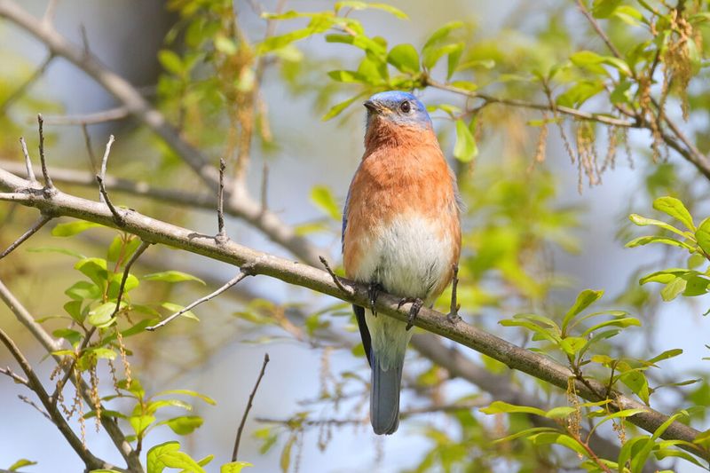Build the habitat bluebirds actually use