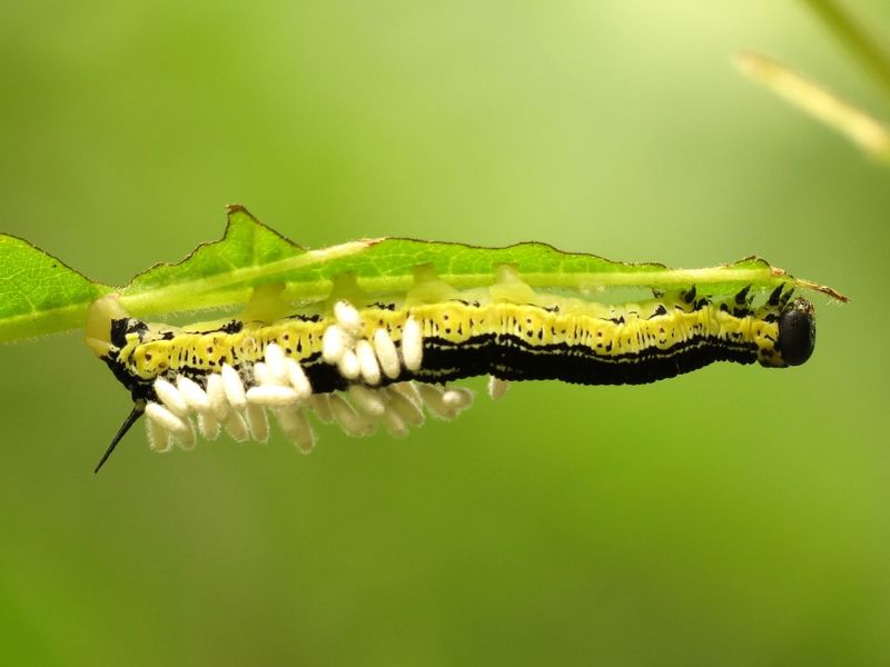 Building A Garden That Invites These Helpers Back