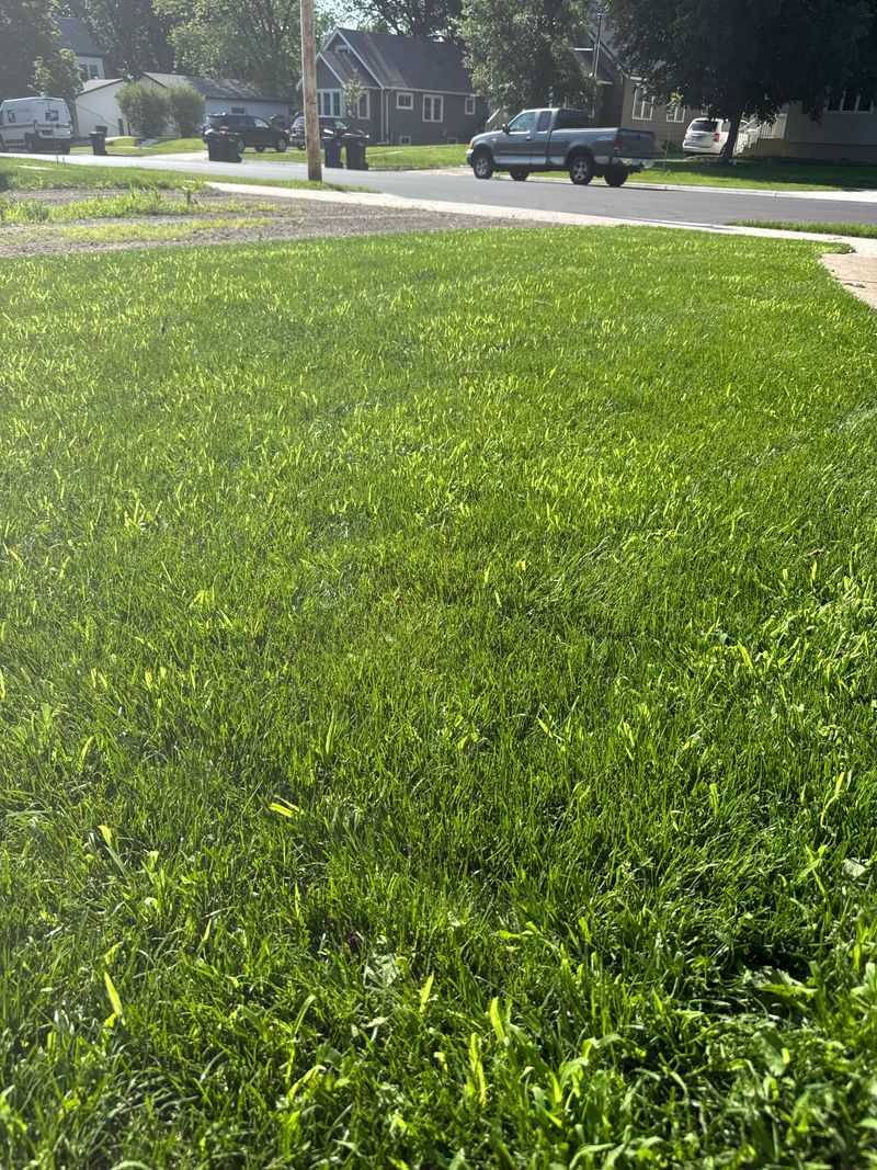 Building A Lawn That Bounces Back Fast Building A Lawn That Bounces Back Fast