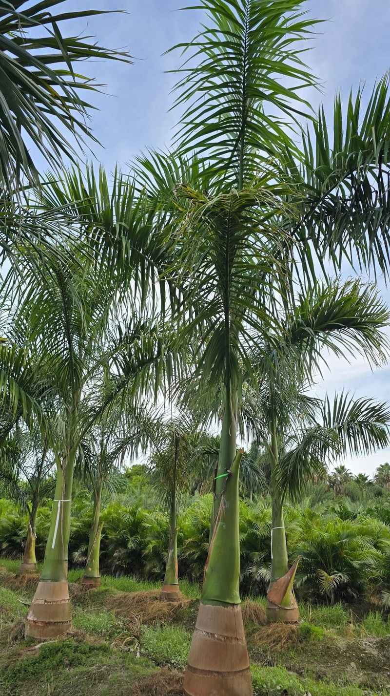 Building A Palm That Handles The Next Storm Better Building A Palm That Handles The Next Storm Better