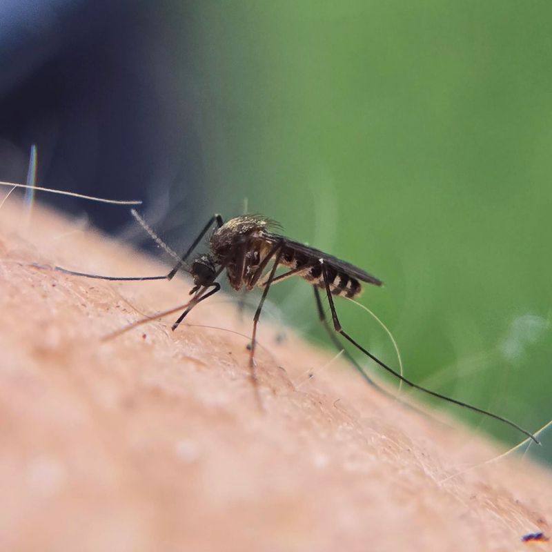 Building The Rest Of Your Mosquito Game Plan Building The Rest Of Your Mosquito Game Plan