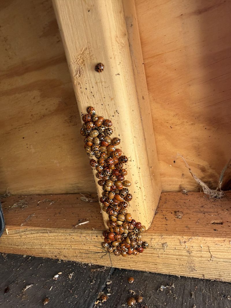 Buildings Provide Protected Overwintering Sites Buildings Provide Protected Overwintering Sites