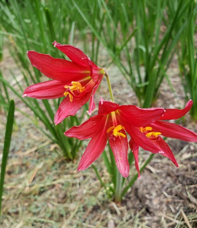 Bulbs Multiply Without Much Attention
