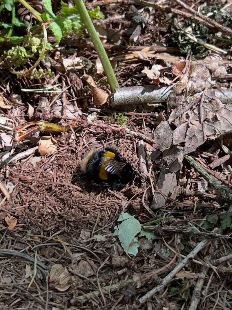 Bumble Bee Queens Find Hidden Shelter