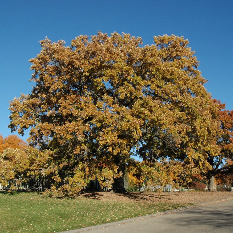 Bur Oak, Big Acorns And Bigger Roots Bur Oak, Big Acorns And Bigger Roots