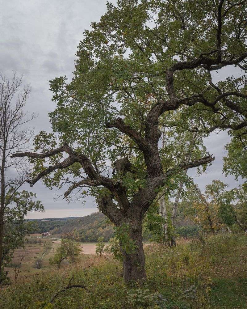 Bur Oak Is Not Actually Alone In This