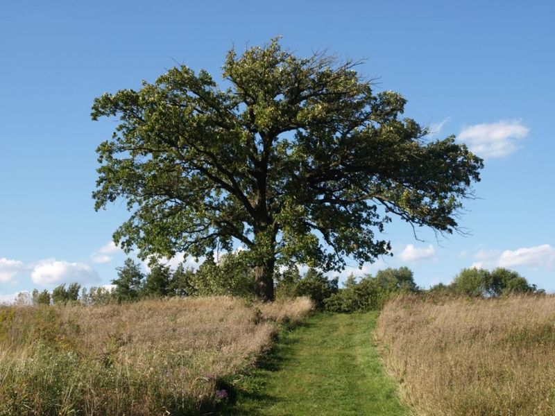 Bur Oak Bur Oak