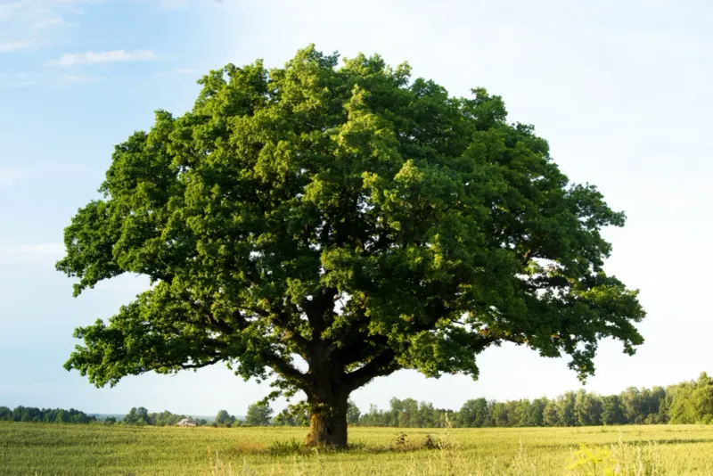 Bur Oak