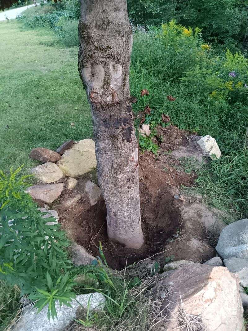 Buried Bark Becomes Vulnerable To Decay