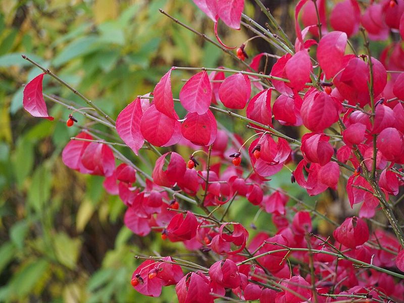 Burning Bush 