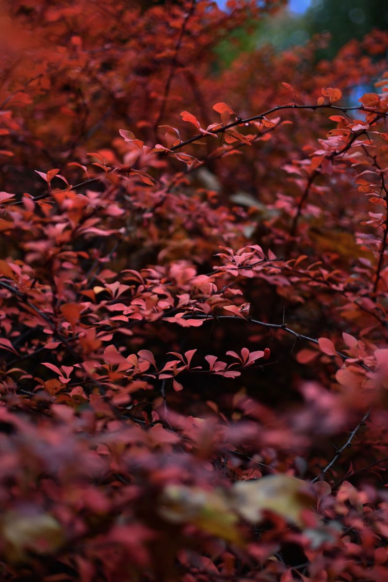 Burning Bush And Its Famous Fall Red Burning Bush And Its Famous Fall Red