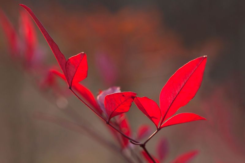 Burning Bush Brings Fiery Fall Color With A Sneaky Side