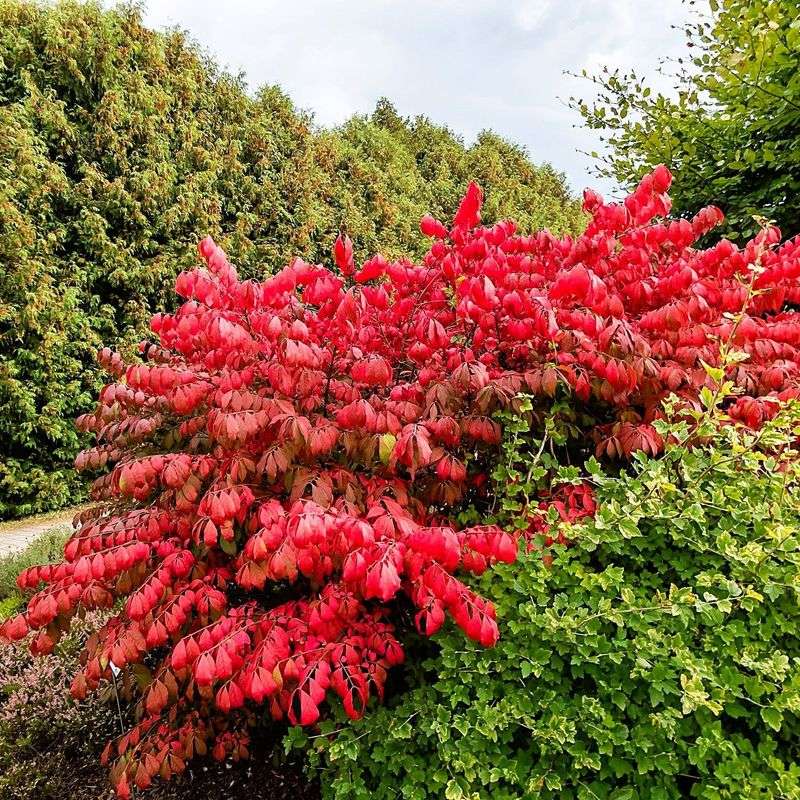 Burning Bush