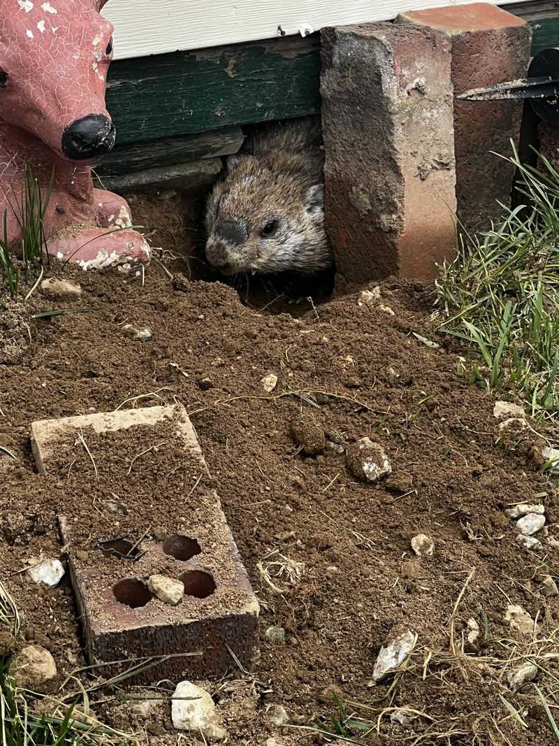 Burrowing Can Affect Structures Burrowing Can Affect Structures
