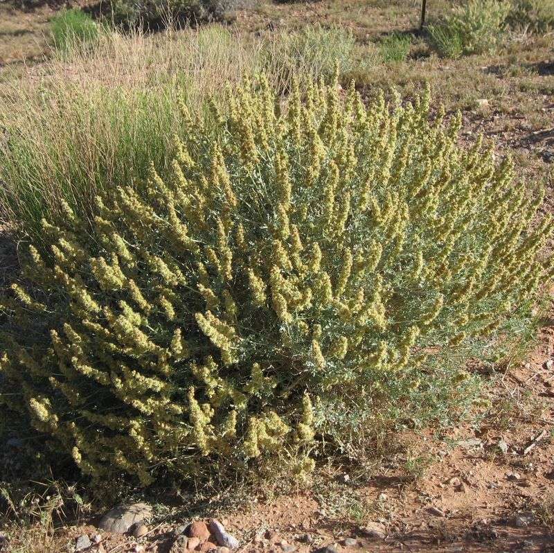 Bursage (Ambrosia deltoidea or Ambrosia dumosa) Bursage (Ambrosia deltoidea or Ambrosia dumosa)