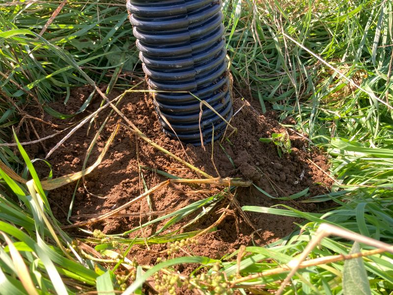 Bury The Bottom To Stop Voles Bury The Bottom To Stop Voles