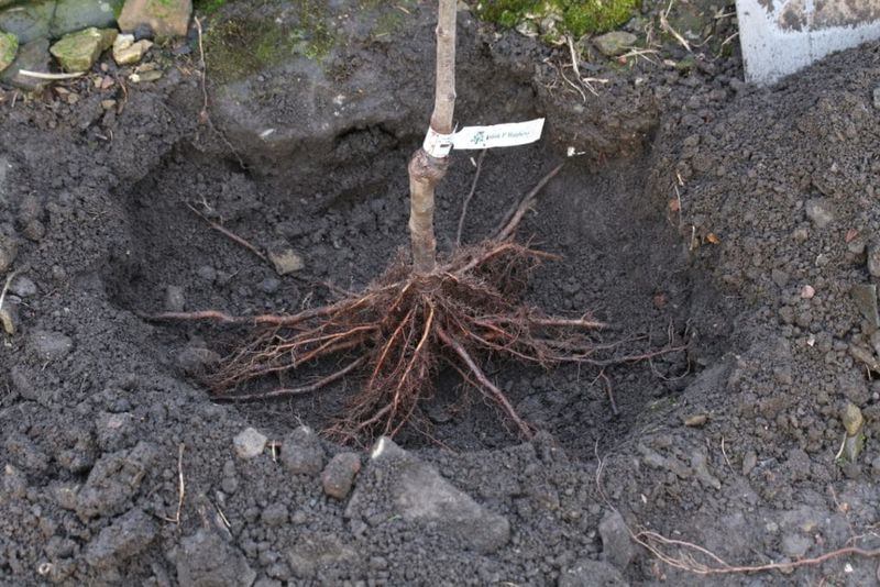 Burying The Root Ball Too Deep Burying The Root Ball Too Deep