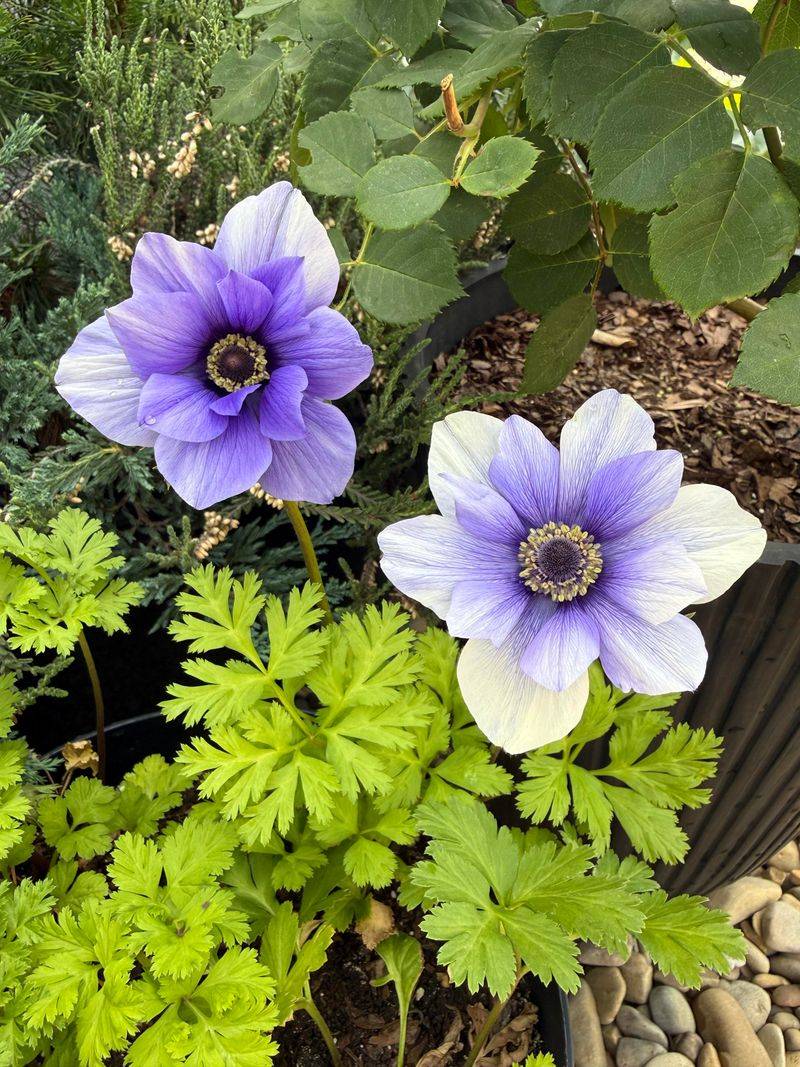 Bush Anemone Blooms Later Than Expected Bush Anemone Blooms Later Than Expected