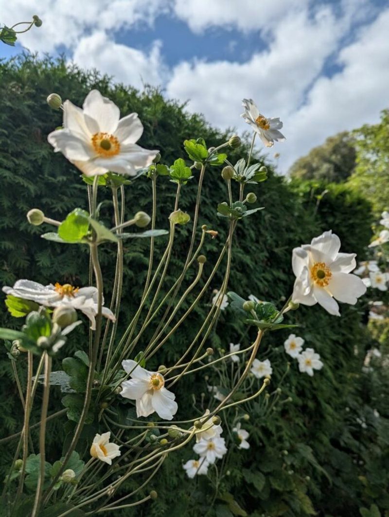 Bush Anemone Blooms White Against Deep Green Bush Anemone Blooms White Against Deep Green
