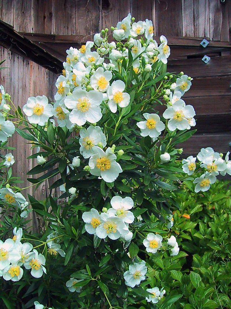 Bush Anemone Gets A Better Start Before Summer Heat Arrives