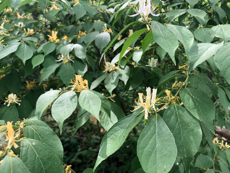 Bush Honeysuckle For The Awkward Spots Bush Honeysuckle For The Awkward Spots