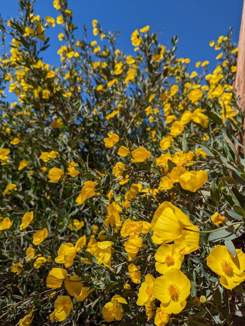 Bush Poppy Rewards An Early Fall Planting Bush Poppy Rewards An Early Fall Planting