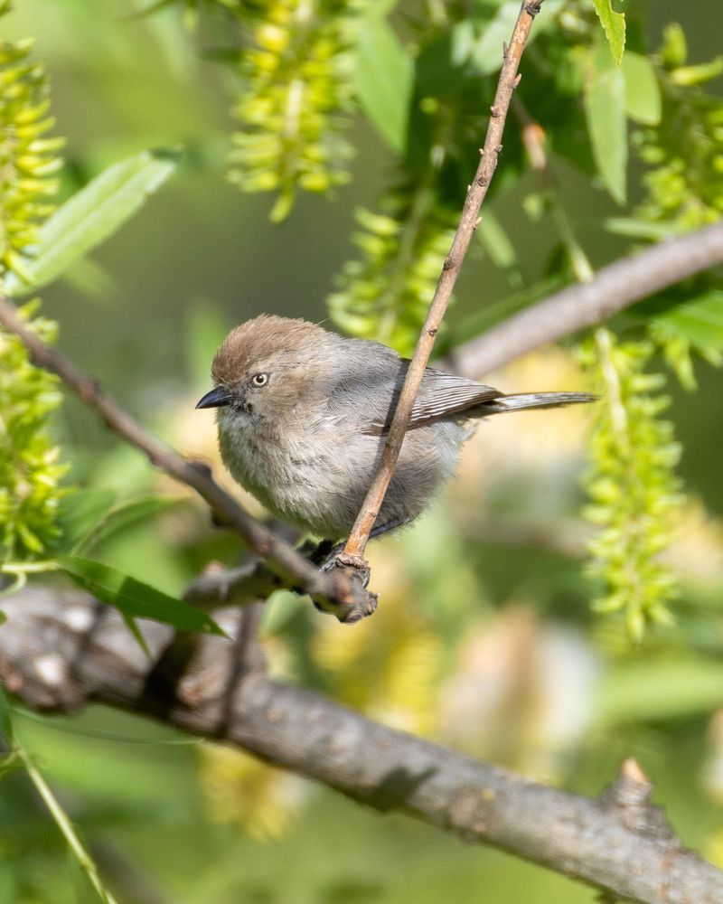 Bushtits Look For Insects Around Shrubs
