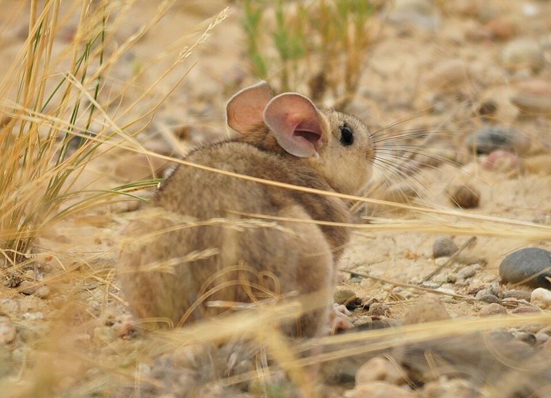 Bushy-Tailed Woodrat Builds A Midden Fit For A Pack Rat Legacy Bushy-Tailed Woodrat Builds A Midden Fit For A Pack Rat Legacy