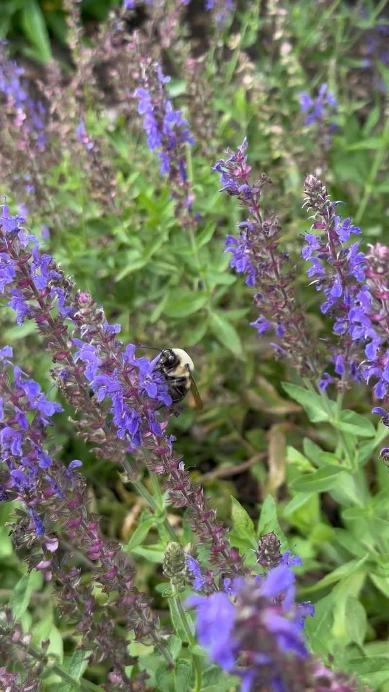 Busy Bees Get A Reliable Food Source Busy Bees Get A Reliable Food Source