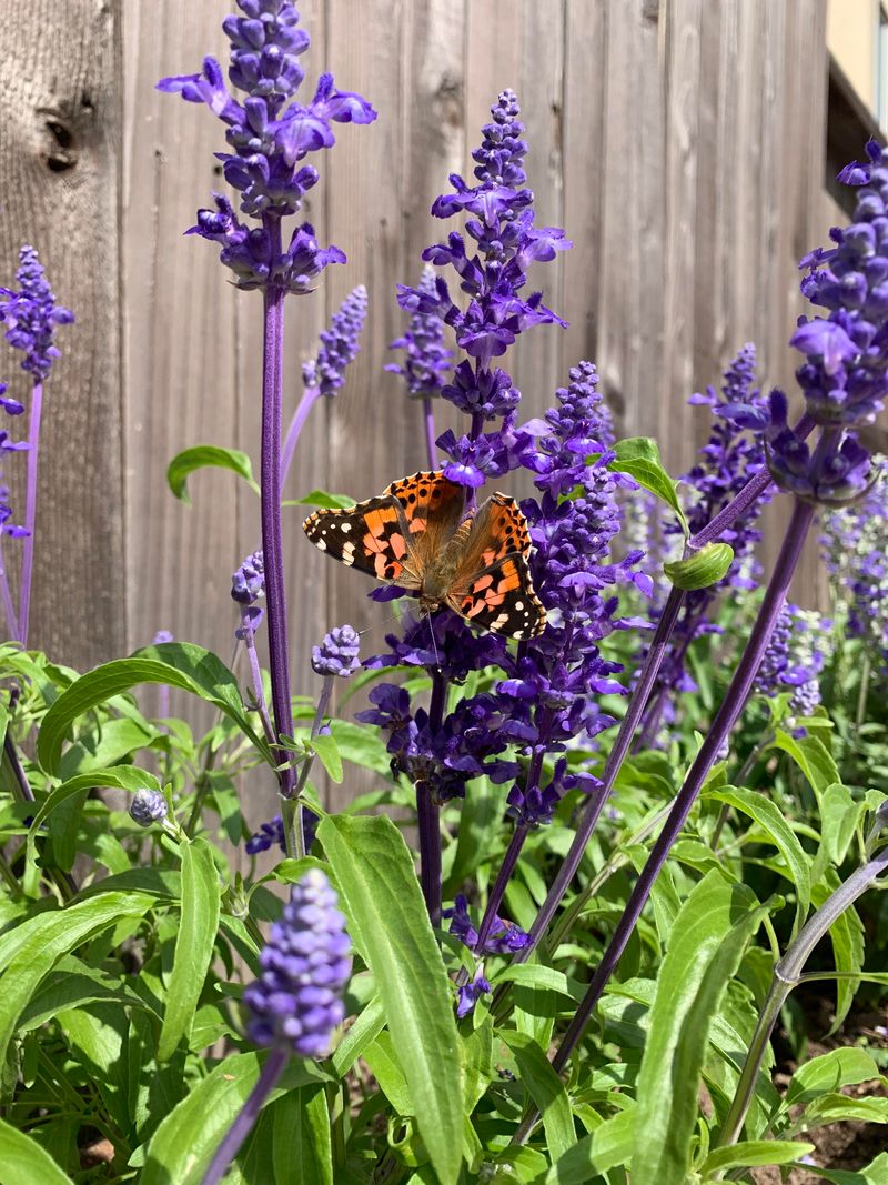 Butterflies Add Living Color To Your Yard Butterflies Add Living Color To Your Yard