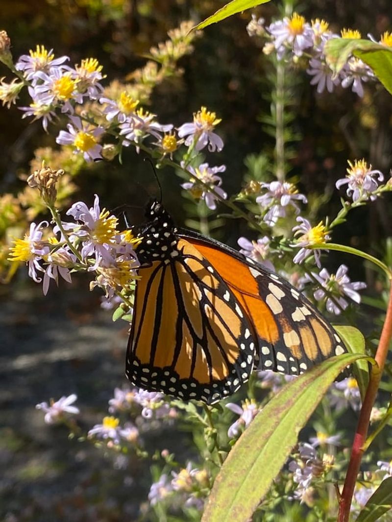 Butterflies Fuel Up For Migration Butterflies Fuel Up For Migration