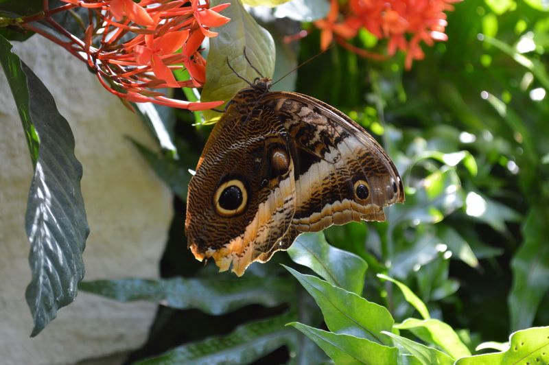 Butterflies Still Flutter Inside The Christina Reiman Wing Butterflies Still Flutter Inside The Christina Reiman Wing