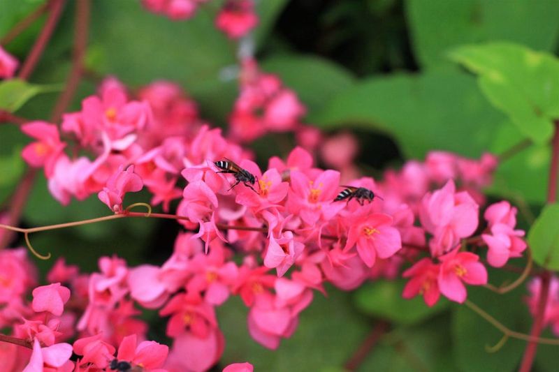 Butterflies may visit, but local attraction is unproven Butterflies may visit, but local attraction is unproven