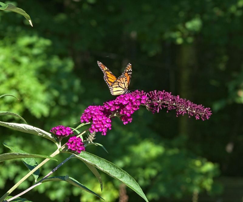 Butterfly Bush Attracts Wings But Skips The Nursery