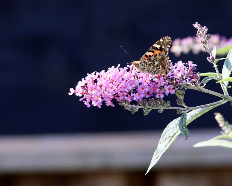 Butterfly Bush Draws Pollinators But Has A Wild Streak