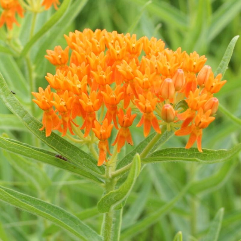 Butterfly Milkweed (Asclepias tuberosa)
